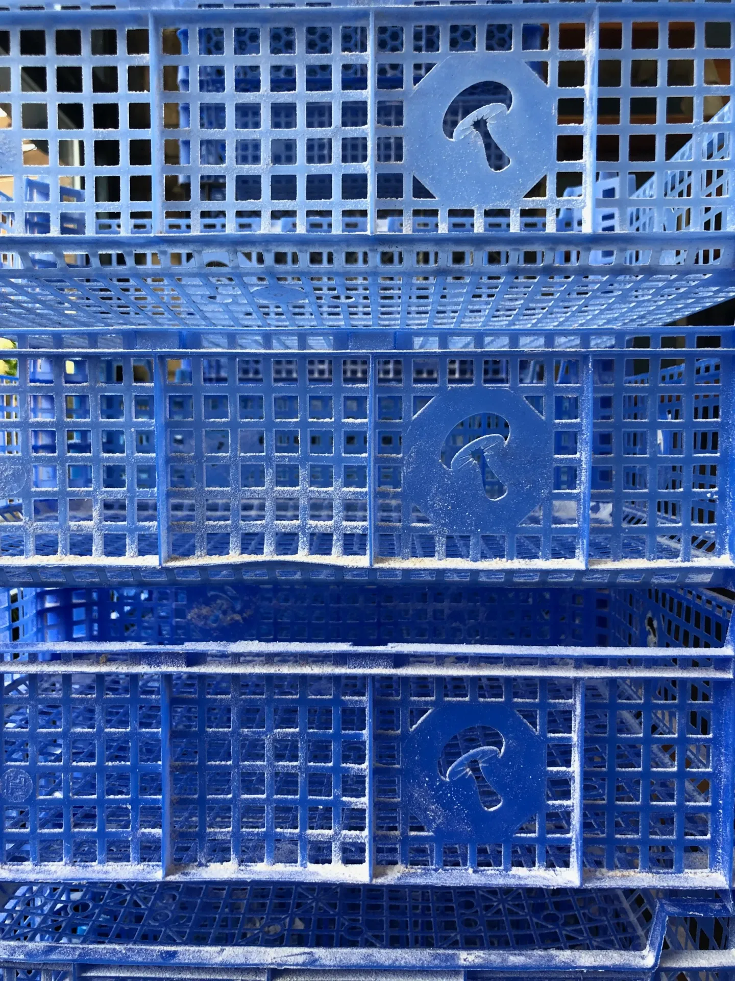 A closeup of a plastic crate showing a mushroom